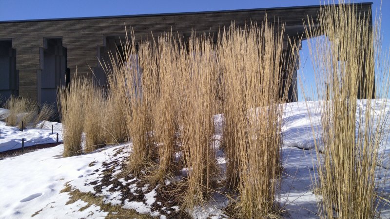 Calamagrostis x acutiflora 'Karl Foerster' Вейник остроцветковый